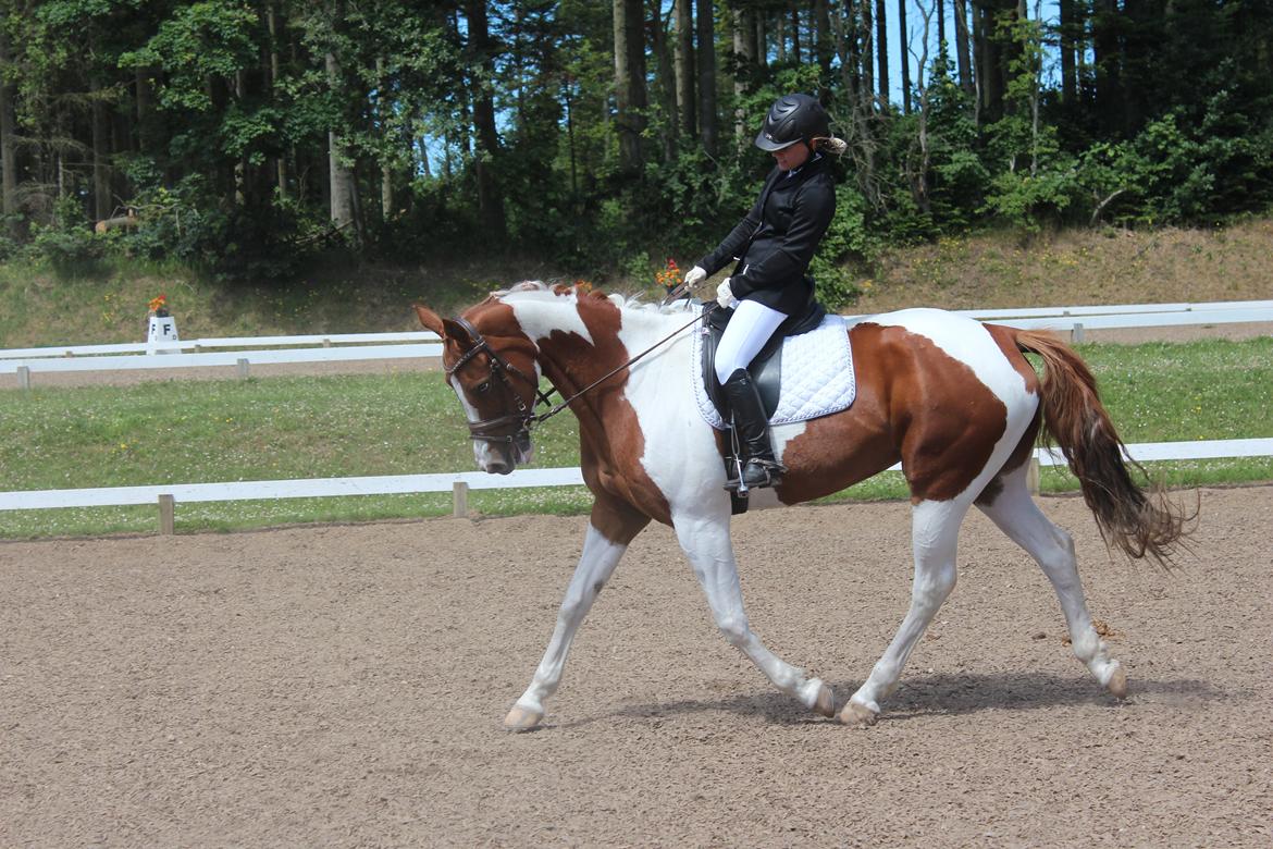 Anden særlig race Kielsgaardens Cirkeline billede 14
