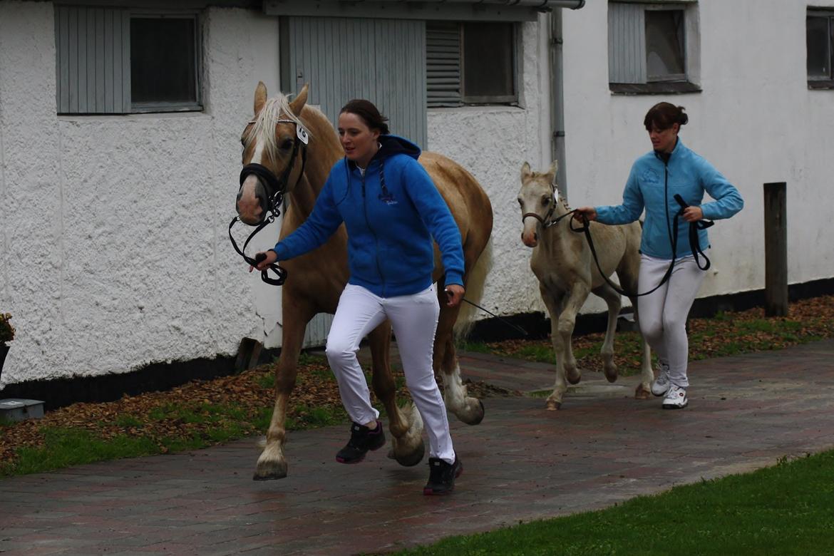 Welsh Cob (sec D) Rosalinde - Til Palomino kåringen 2014.  billede 35