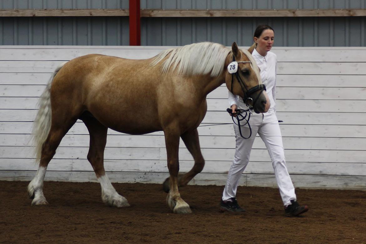 Welsh Cob (sec D) Rosalinde - Palomino Kåring 2014 billede 36