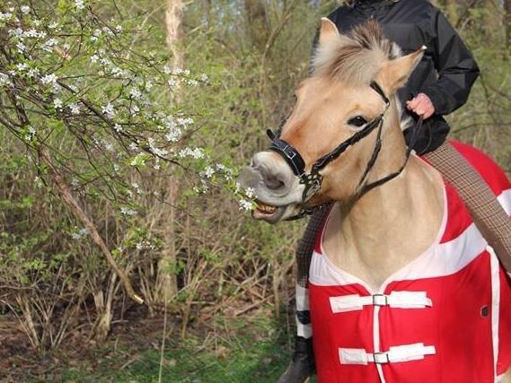 Fjordhest Sif (pony) ¤my soulmate¤ billede 12