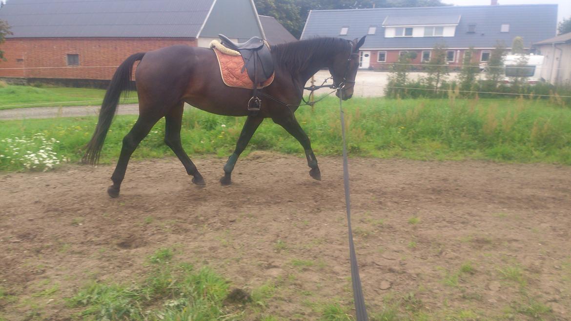 Pinto Randrupmølles Billie May billede 10