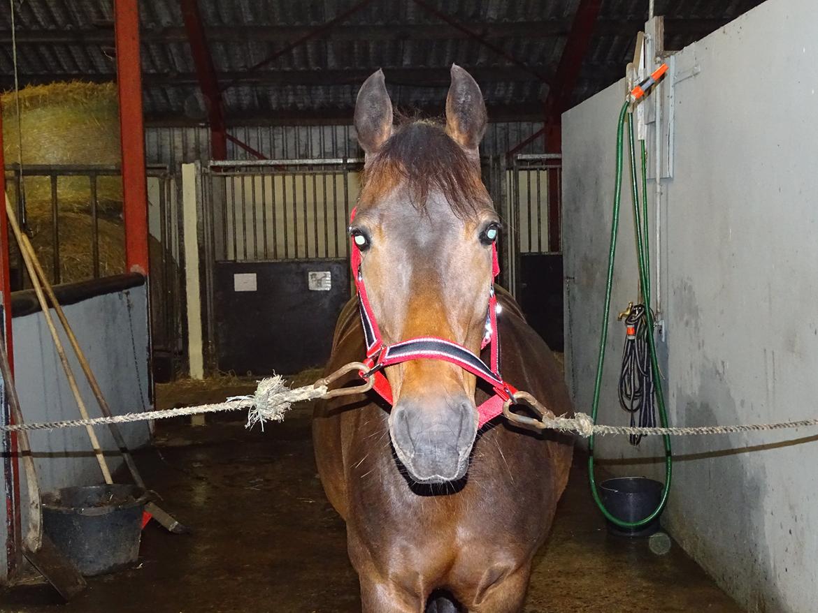 DSP Kvazandra Lapaz - Søde pony! billede 11