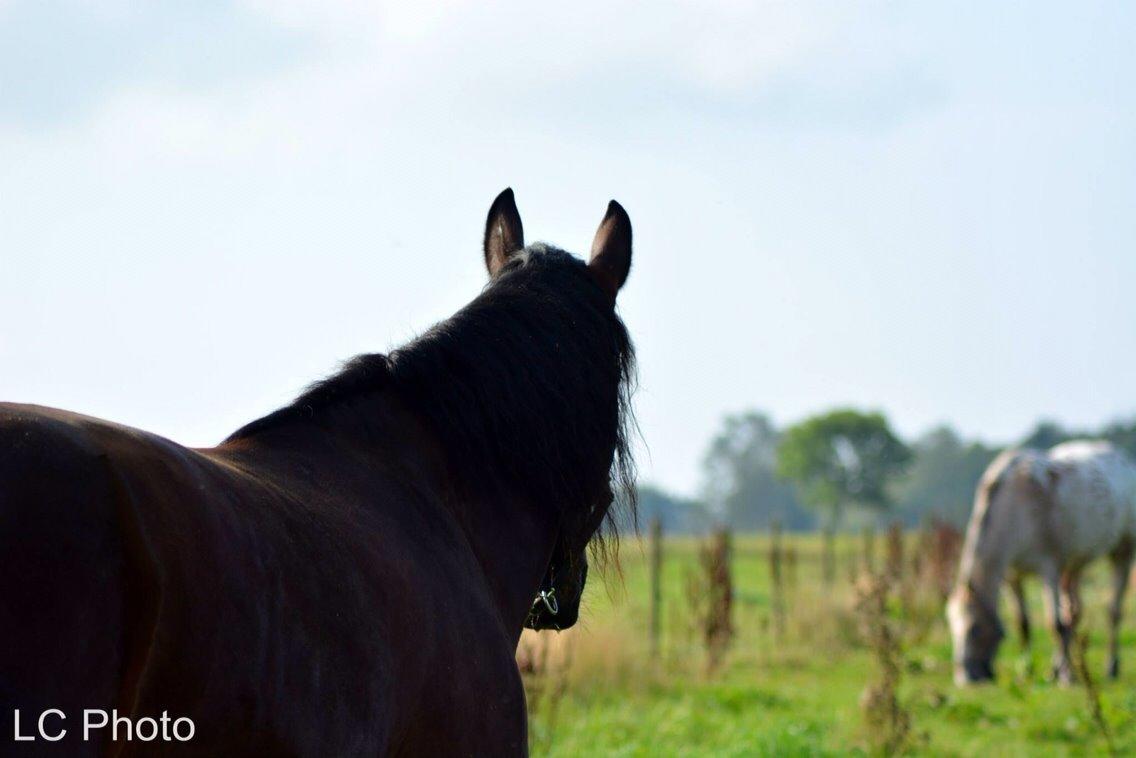 Barockpinto Berijka (tidligere part) billede 9