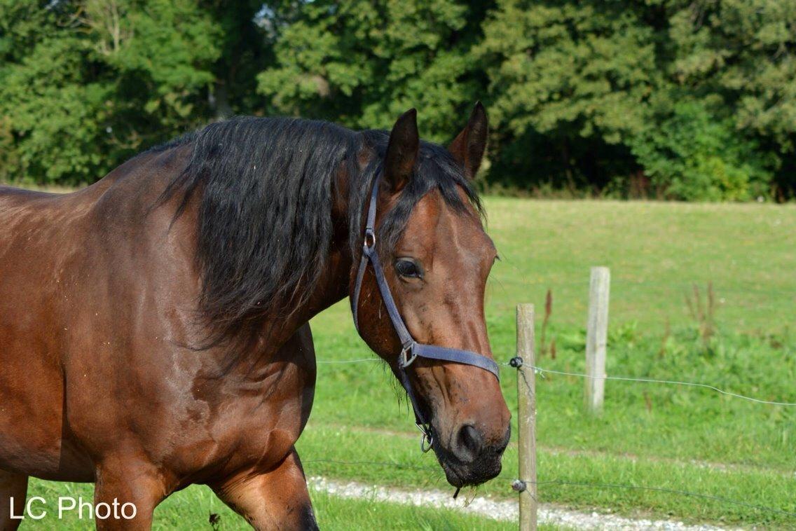 Barockpinto Berijka (tidligere part) billede 8