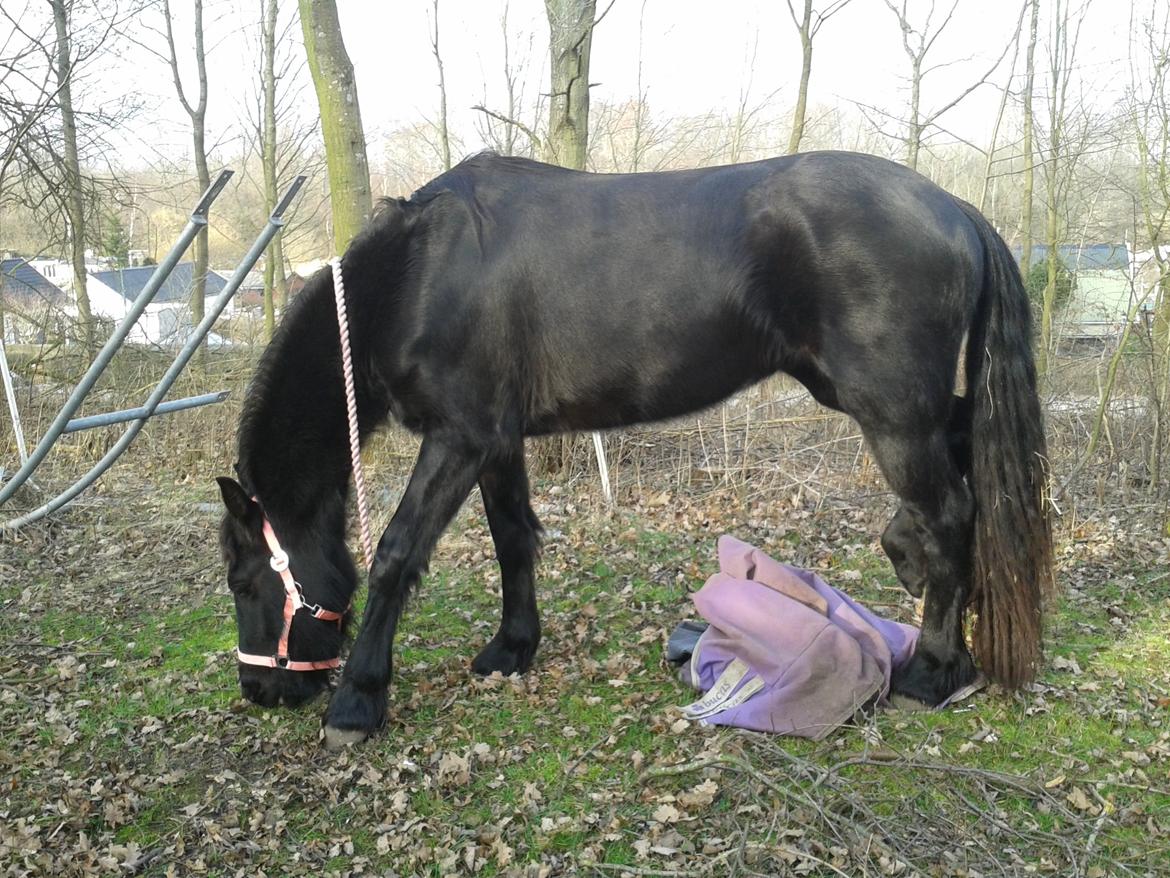 Frieser Jackie af Birkely - Januar 2014 billede 29