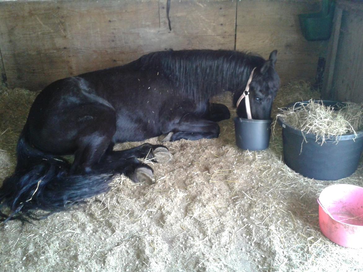 Frieser Jackie af Birkely - April 2014, meget syg dame, troede jeg skulle miste hende. billede 27