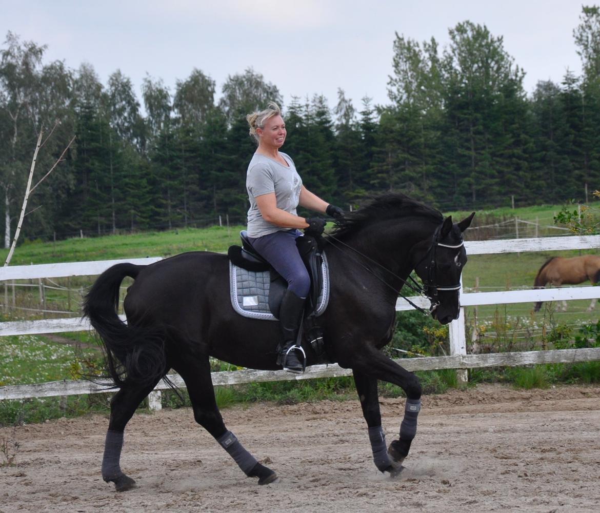 Dansk Varmblod De Luxe R billede 1