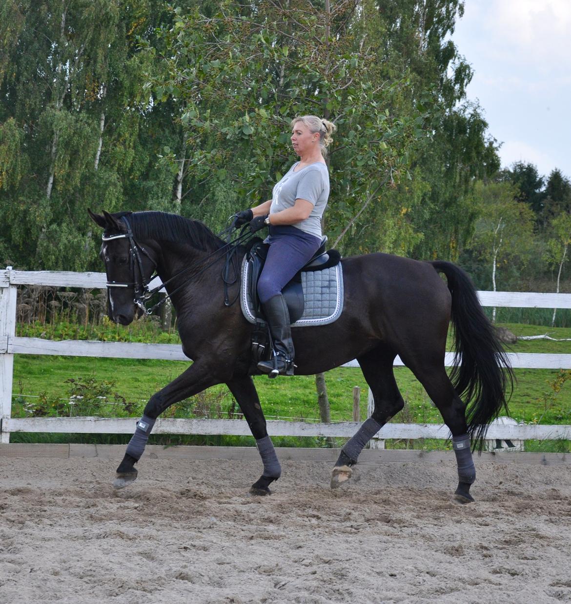 Dansk Varmblod De Luxe R billede 2