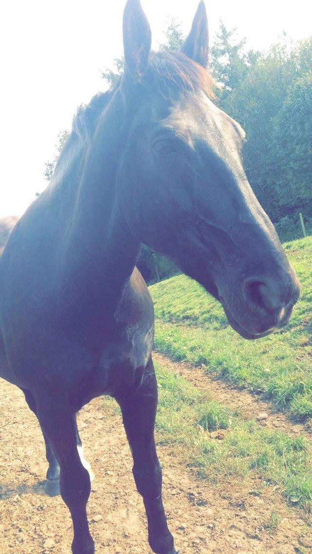 Oldenborg Apollo billede 10