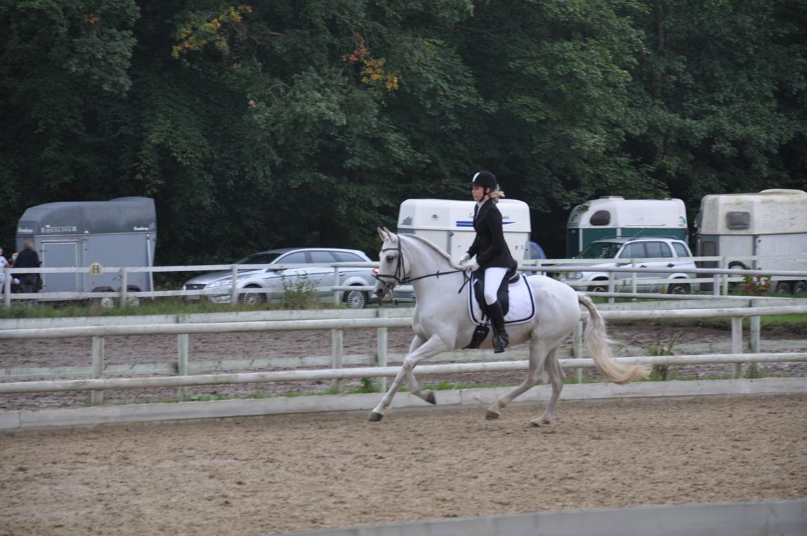 Anden særlig race Raya billede 19