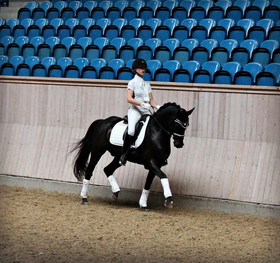 Tysk Sportspony VICTORY A-pony SOLGT - DM individuel 2014 billede 20