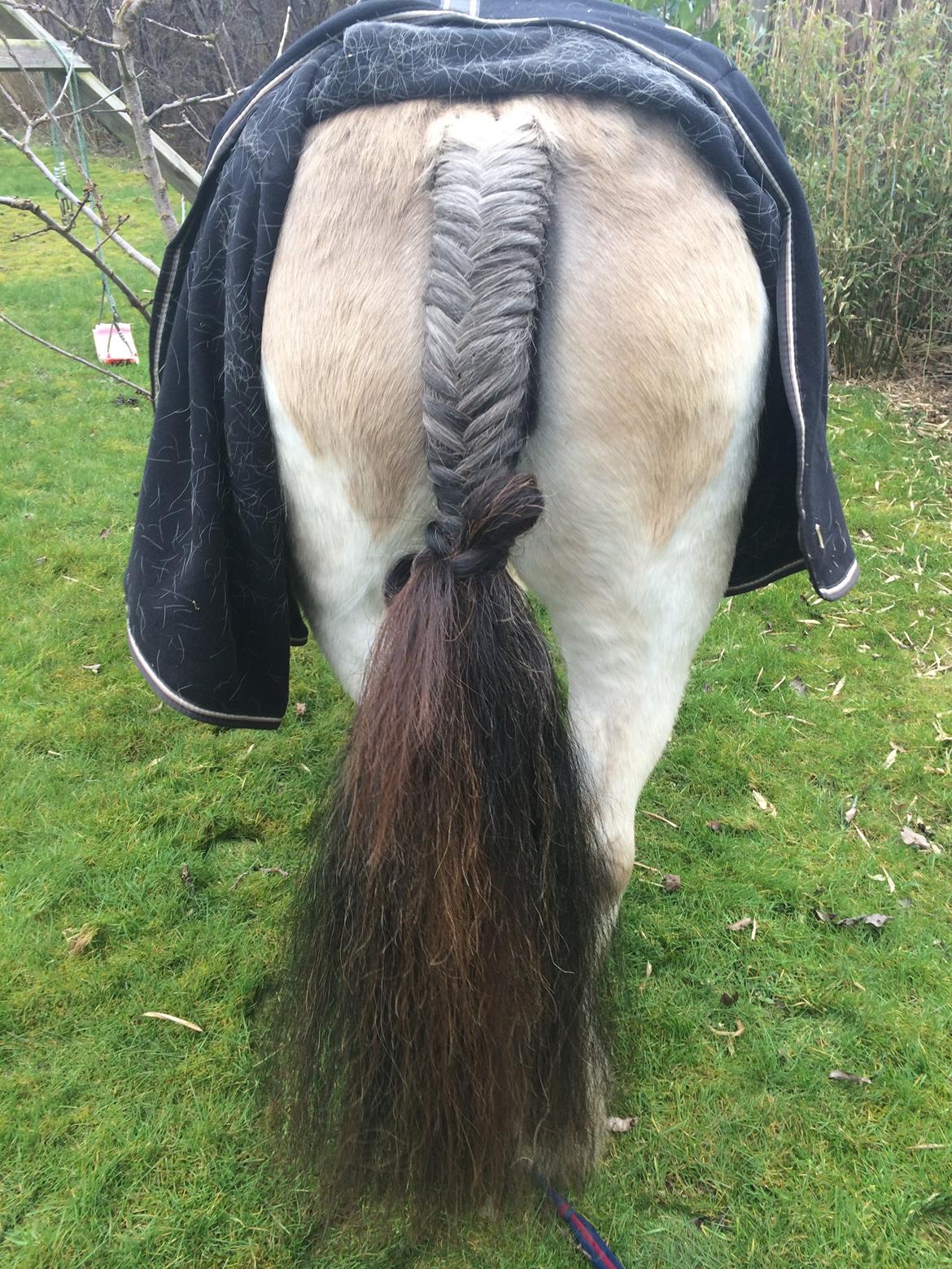 Irish Cob Crossbreed Fiona (Filina) billede 16