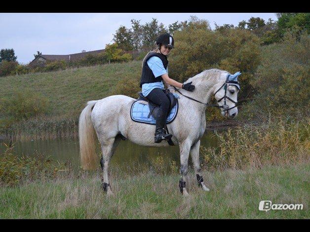 Welsh Pony (sec B) Kirkelodgaard's milton - Old but gold billede 9