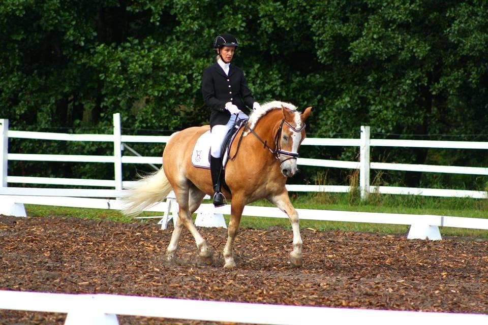 Haflinger Waldy - Fra Dm søndag :) billede 6