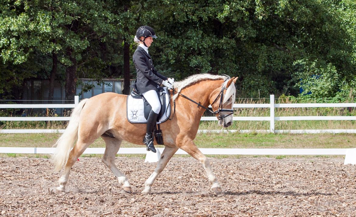 Haflinger Waldy - Dm lørdag :) billede 9