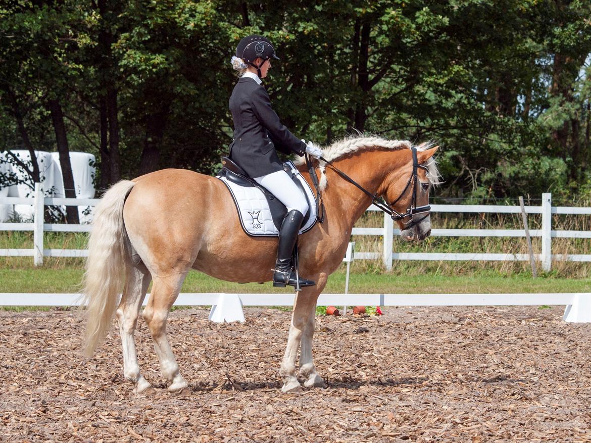 Haflinger Waldy - Dm lørdag :) billede 10