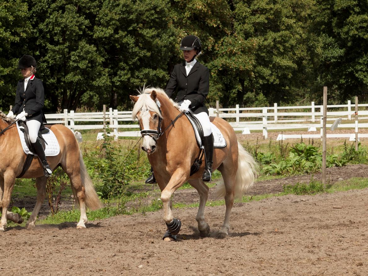 Haflinger Waldy - Dm lørdag :) billede 12