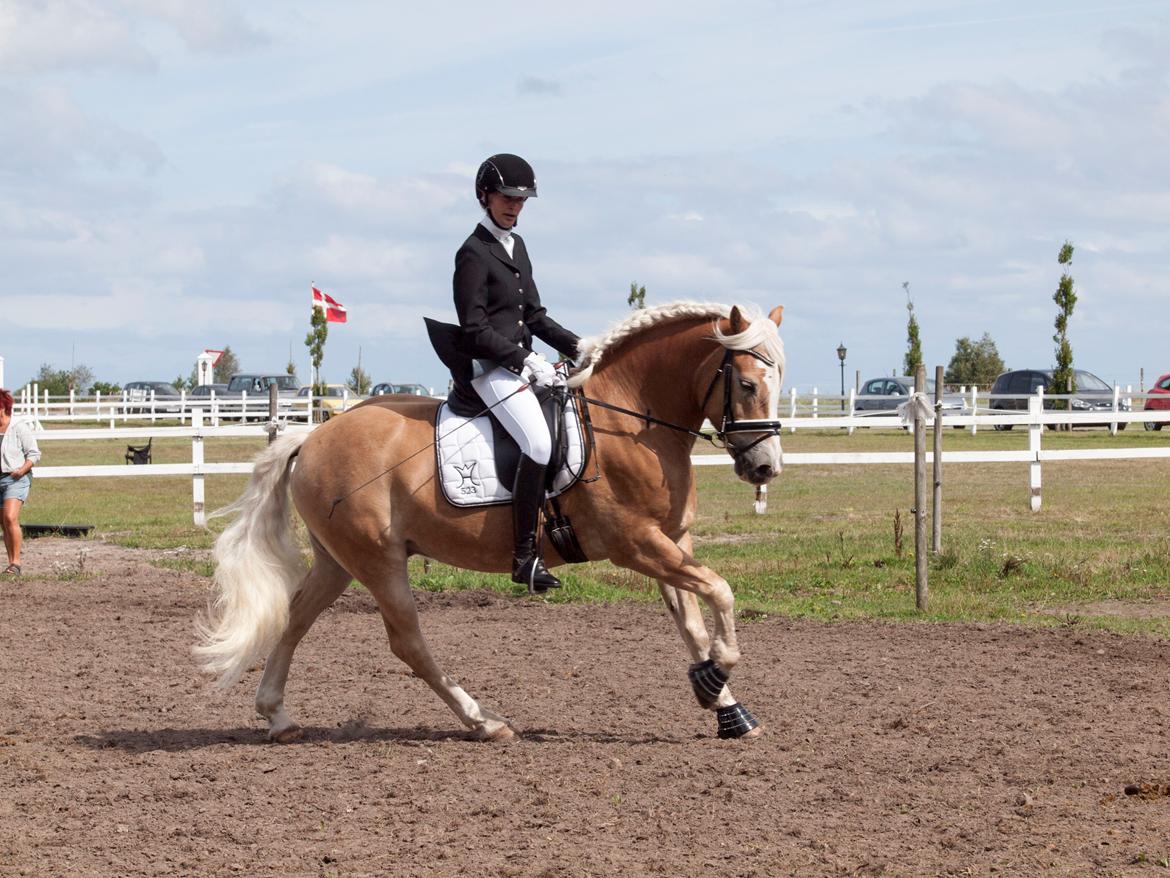 Haflinger Waldy - Dm lørdag :) billede 1