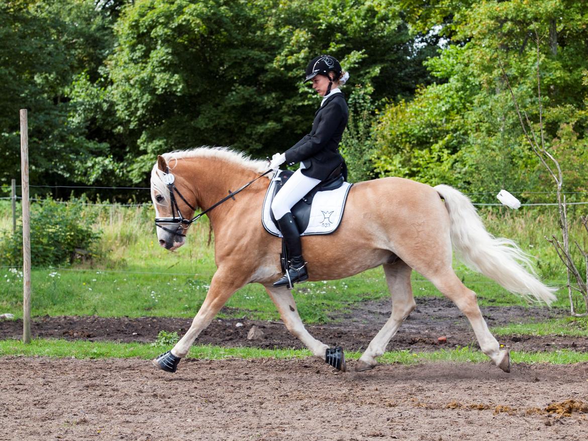 Haflinger Waldy - Dm lørdag :) billede 11