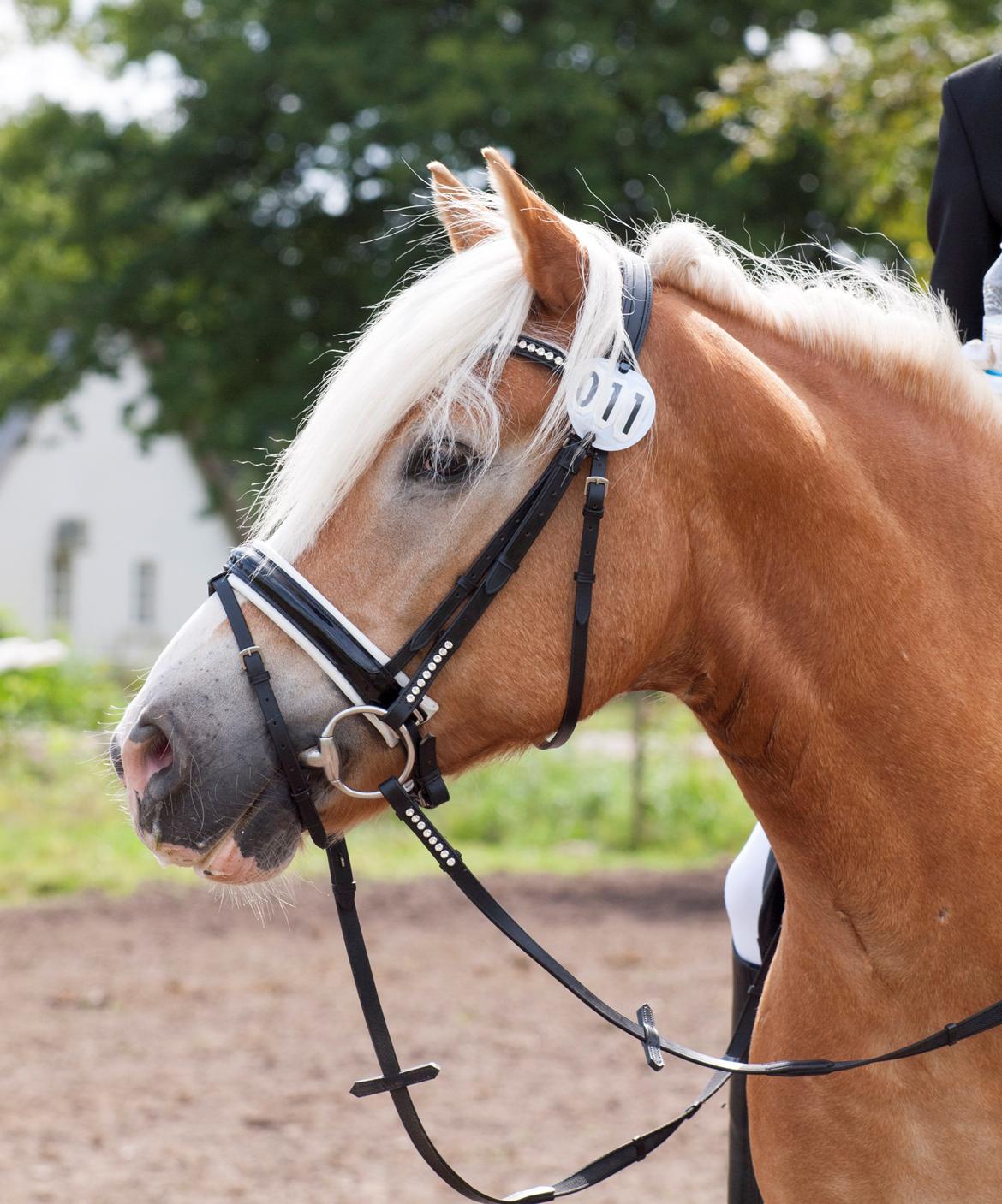 Haflinger Waldy - Dm lørdag :) billede 8