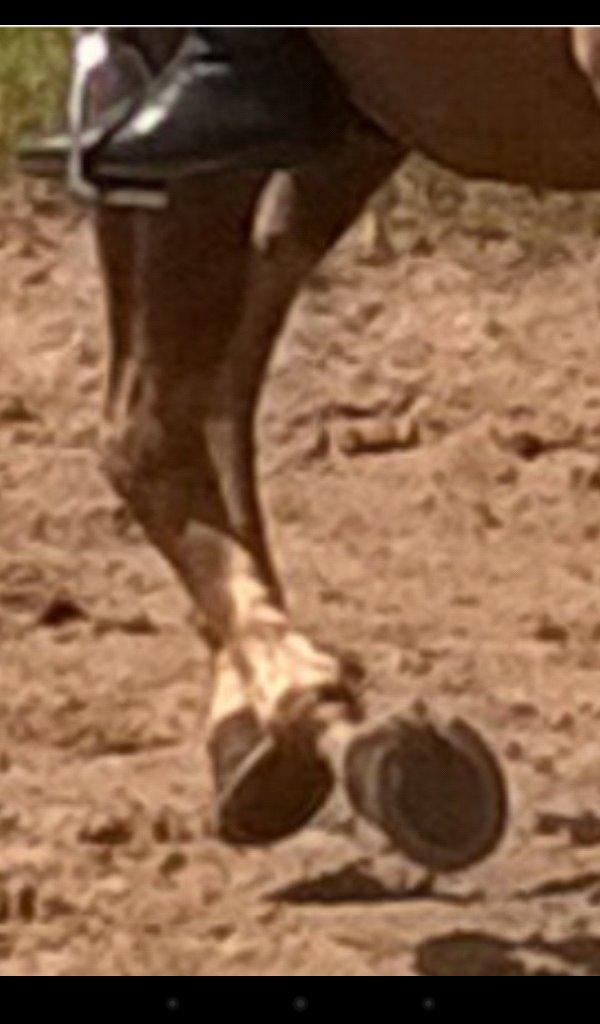 Quarter Our Mr Hollywood (Woody) billede 7