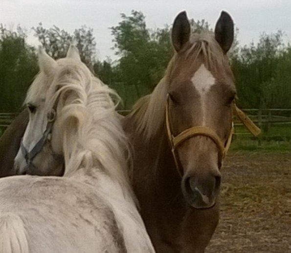 Quarter Our Mr Hollywood (Woody) billede 11