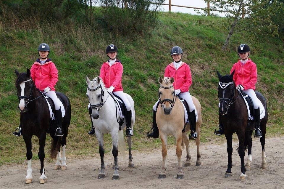 Anden særlig race Lilleprins - Hold DM 2014 billede 6