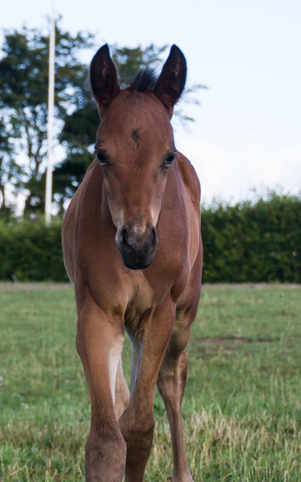 Trakehner Solero af Landlyst billede 2