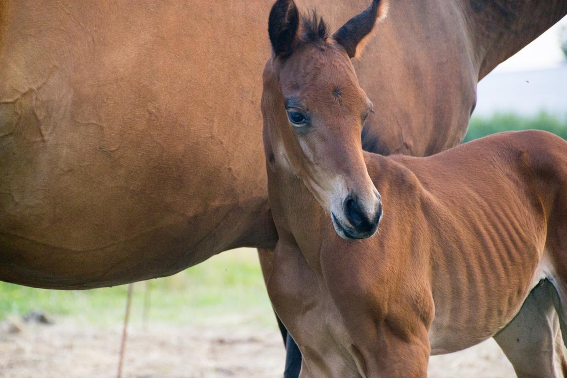 Trakehner Solero af Landlyst billede 4