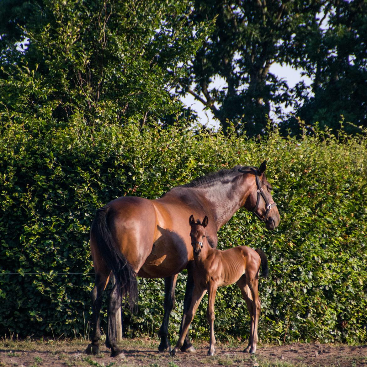 Trakehner Solero af Landlyst billede 5