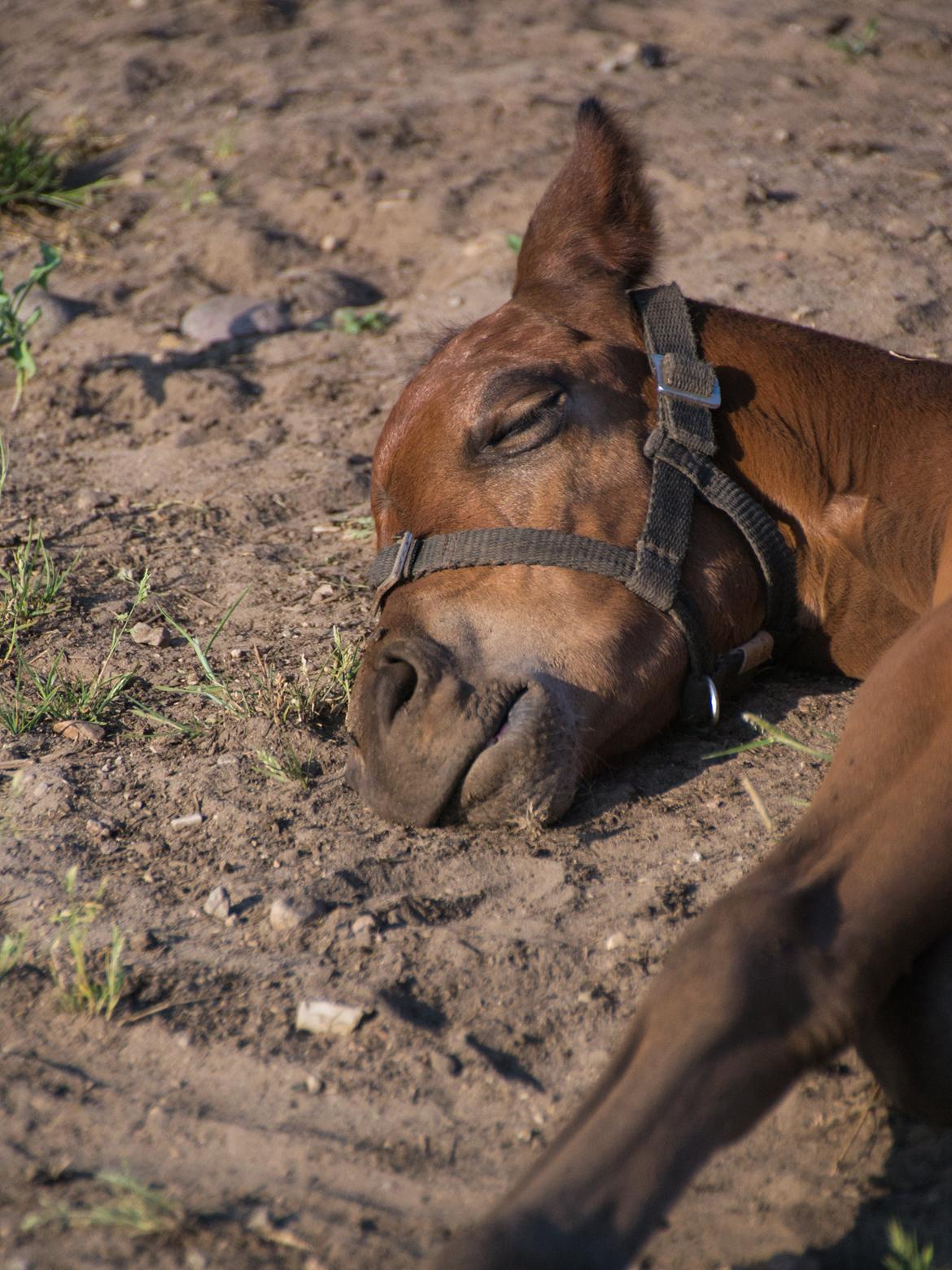 Trakehner Solero af Landlyst billede 6