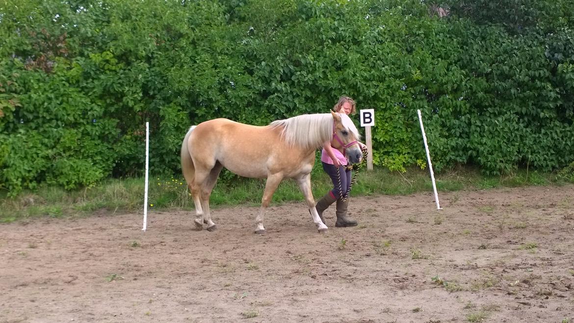 Tyroler Haflinger Rowina - Tillidstræning d.7/9-14 billede 21