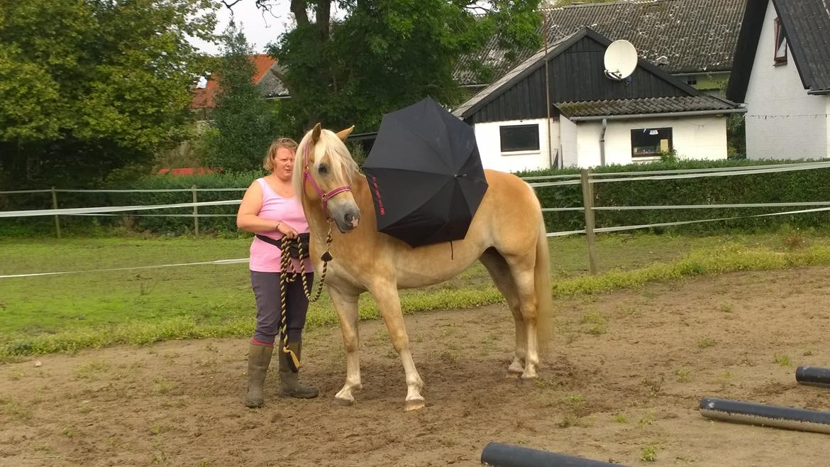 Tyroler Haflinger Rowina - Tillidstræning d.7/9-14 billede 8