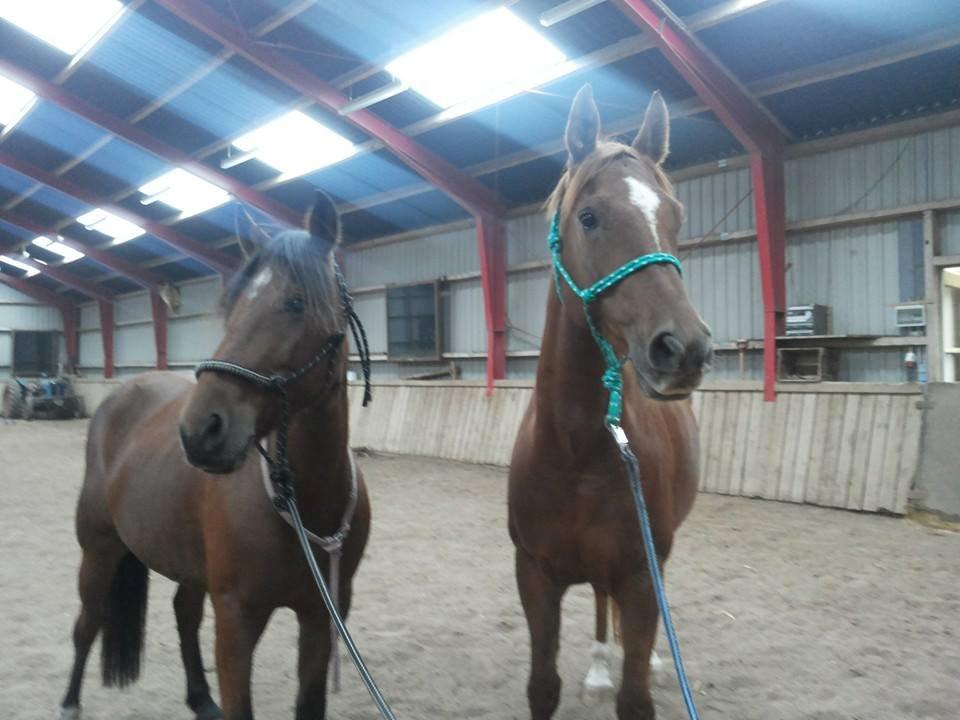 Anden særlig race Kit Kat (Stjerneponyen<3) - Kitte og Mitzi <3 14.09.14 billede 29