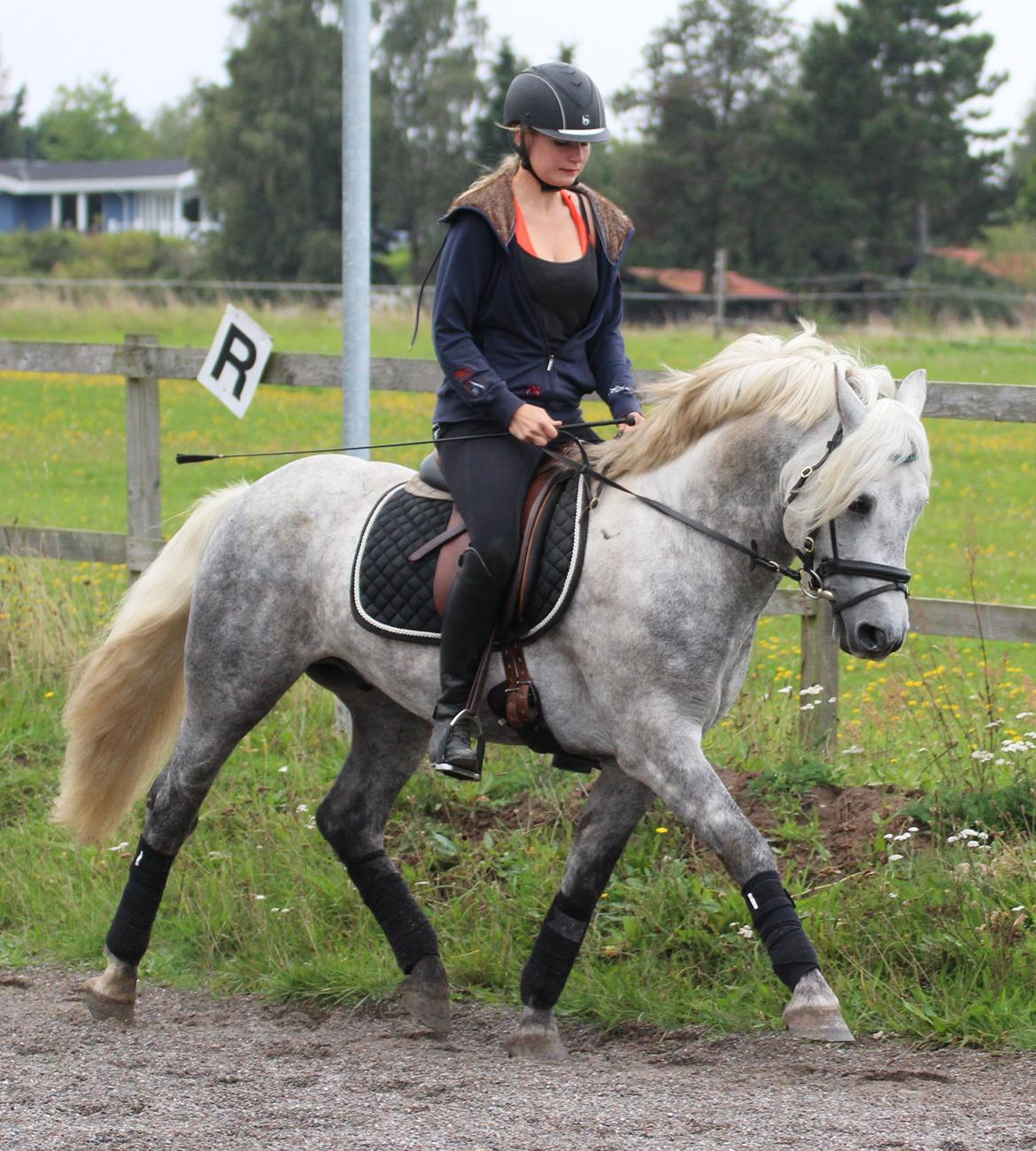 Connemara BELL PRINCE - 1. Klasse Avls Hingst ''Prins'' billede 8