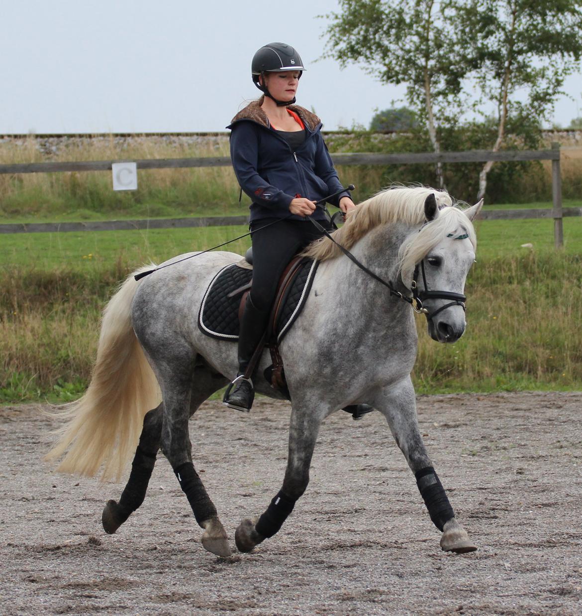 Connemara BELL PRINCE - 1. Klasse Avls Hingst ''Prins'' billede 4