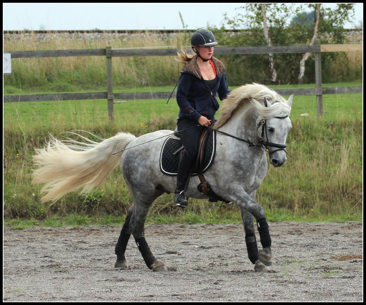 Connemara BELL PRINCE - 1. Klasse Avls Hingst ''Prins'' billede 18