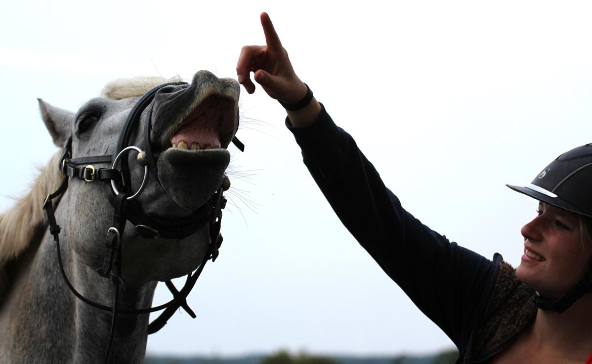 Connemara BELL PRINCE - 1. Klasse Avls Hingst ''Prins'' billede 14