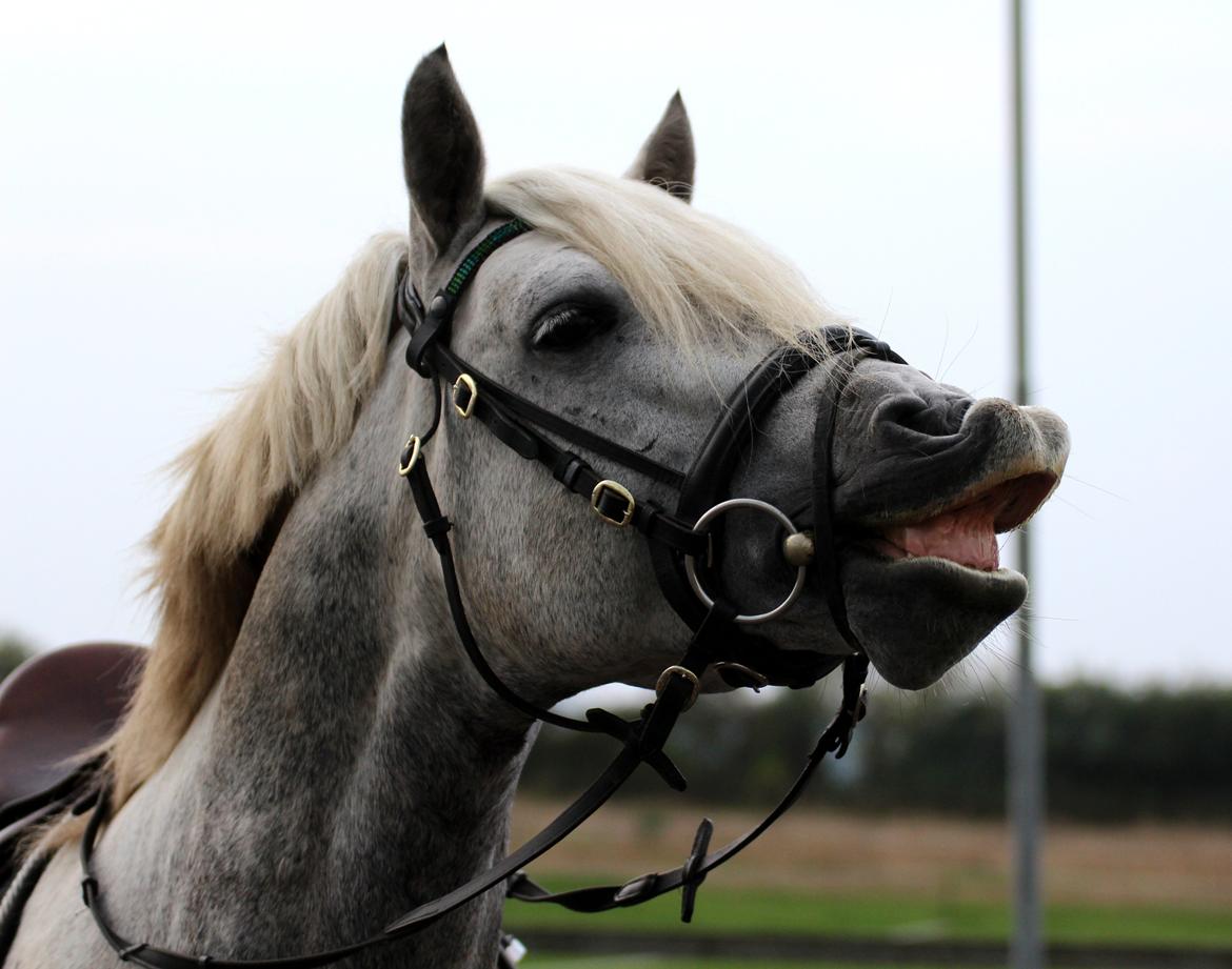 Connemara BELL PRINCE - 1. Klasse Avls Hingst ''Prins'' billede 30
