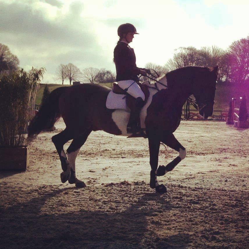 Pinto Calypso K billede 6