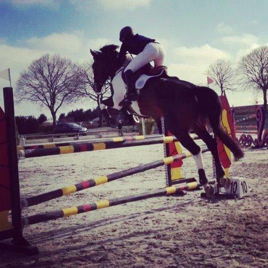 Pinto Calypso K billede 7