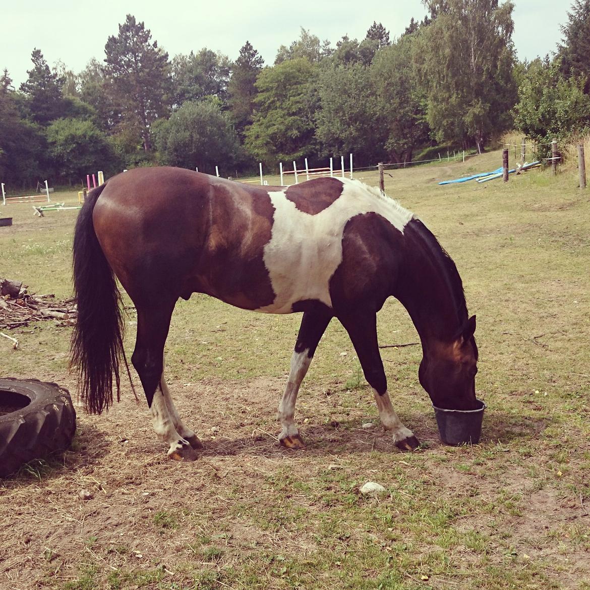 Pinto Calypso K billede 9