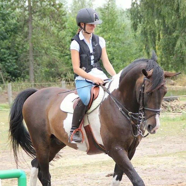 Pinto Calypso K billede 1