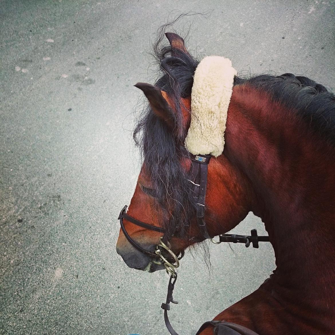 Welsh Pony af Cob-type (sec C) Gribsvads Laban billede 13