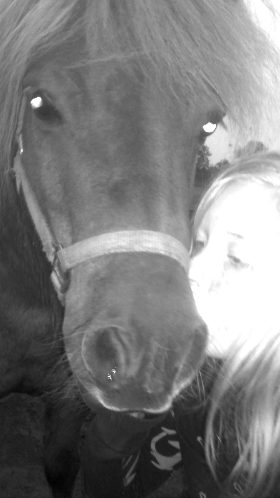 Shetlænder Fox (Mulle)  - Et kys til den dejligste! <3 <3 <3 billede 5