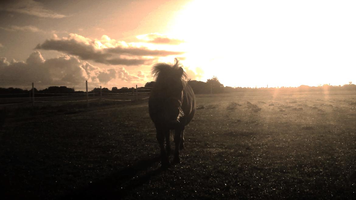 Shetlænder Fox (Mulle)  - En sensommer morgen.. <3 billede 7