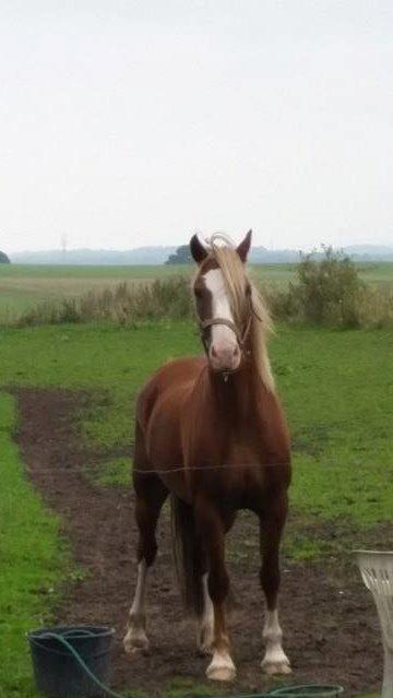 Welsh Pony af Cob-type (sec C) Rosengårdens Neilina billede 1