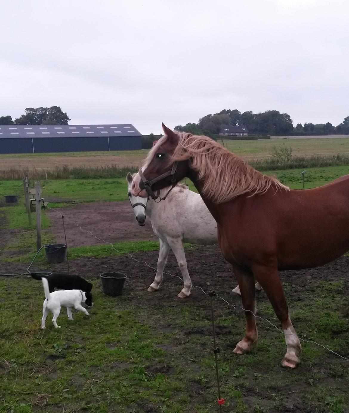 Welsh Pony af Cob-type (sec C) Rosengårdens Neilina billede 3