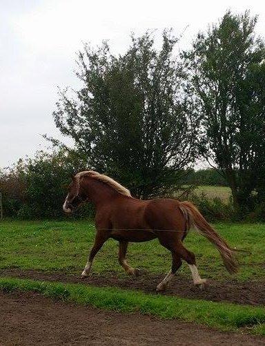 Welsh Pony af Cob-type (sec C) Rosengårdens Neilina billede 2