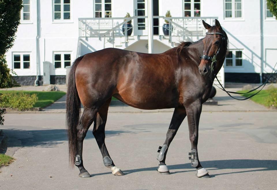 DSP Nørlunds Miss Tanna billede 5